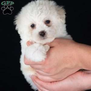 Titan (Mini), Bichon Frise Puppy